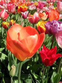 Antonella Bruschi Antonella Bruschi